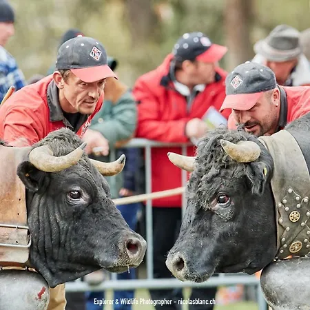 公寓 Iris I 031 - Confortable 6 Pers 维松纳