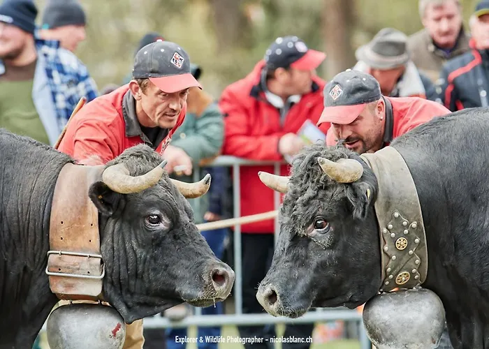 公寓 Iris I 031 - Confortable 6 Pers 维松纳